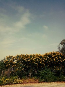 10.世界上最美丽的声音之一就是母亲的呼唤。