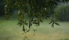 描写雨景的句子