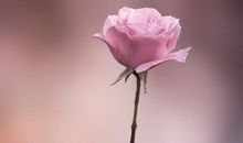 自己玩开心的句子