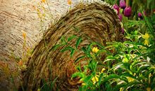 念亲恩感亲意抒亲情句子