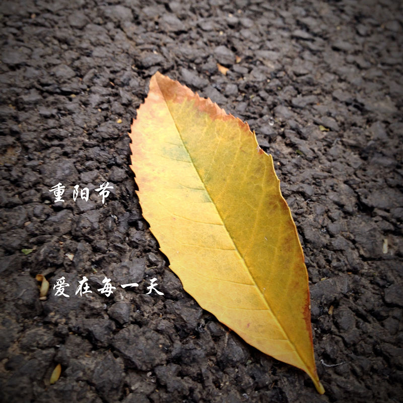 重阳节2的老年人祝福