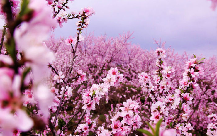 桃花句1