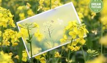 春节家族亲情的句子