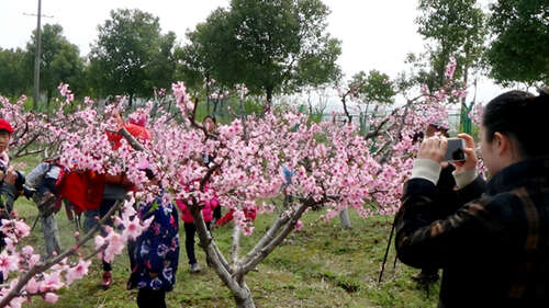 桃花句