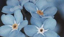 形容小朋友的开心的句子