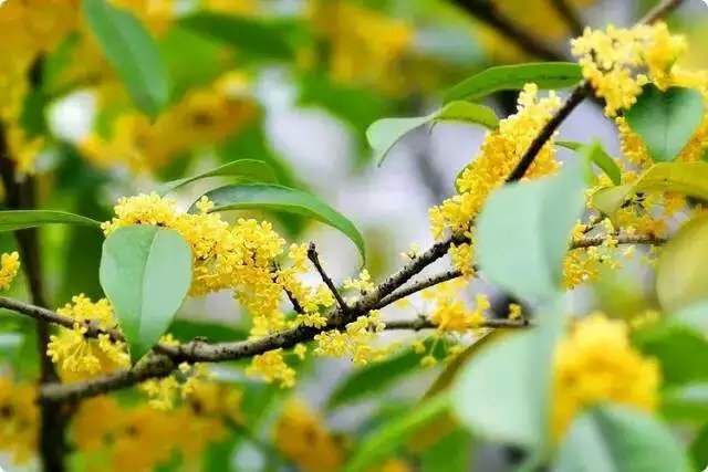 桂花香句1
