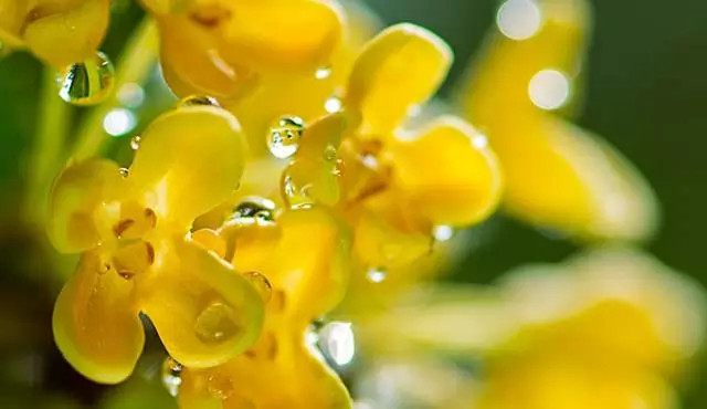 桂花香句子2