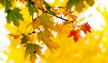 描写枫叶的句子