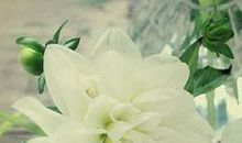 形容亲情的的句子说说心情