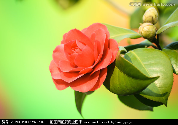 写花句2