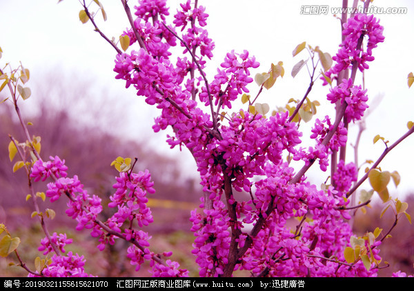 写花句1