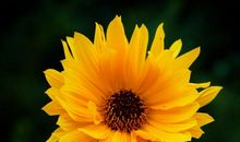 关于亲情的名言警句句子诗歌