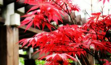 描写红枫的句子