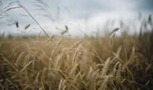 形容丰收开心的句子 怎么形容丰收的心情