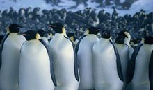 帝企鹅日记经典台词