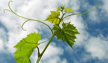 对亲情冷淡失望讽刺的句子