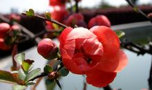 形容开心的比喻句子有哪些