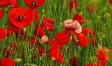 形容姊妹亲情的句子