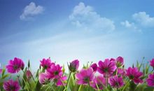 关于亲情姐妹情的的句子