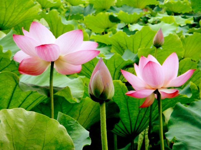 关于莲花的句子