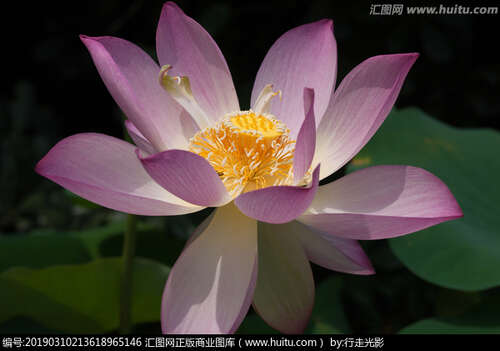 关于莲花的句子1