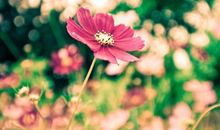 有关亲情的句子事例名言