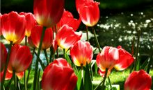 表达只有亲情的才可靠的句子