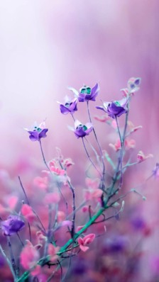 10.家庭感情是一朵不败的花，充满爱的阳光照耀着它。