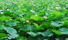 有关夏天的句子