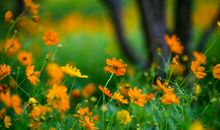 春节亲情陪伴的句子