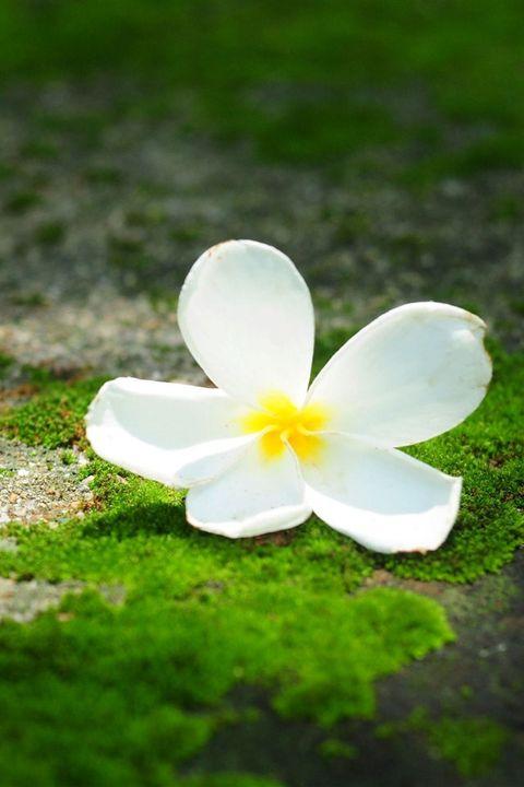 10.家庭之爱是彩虹。遇到风吹雨打后，它将为您绘制精美而绚丽的色彩；