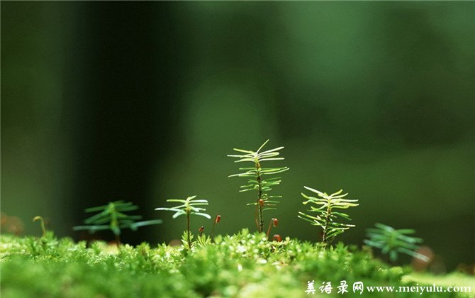 关于小草2的名言