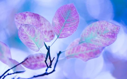 11.家庭感情有点云。当你寂寞时，为你绣一朵美丽的花。