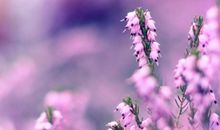 俗话说的亲情的句子