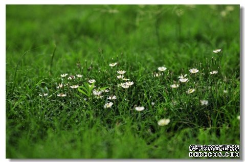 关于小草一句名言