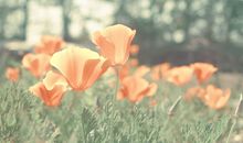 对亲情心如死灰的句子