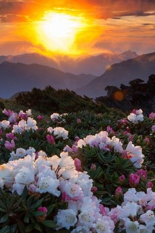 12.母爱是一个温暖的家！母爱是幸福的一句话！无论走多远，都要记得打电话，因为那里有妈妈要回家。
