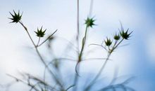 可以朗读有关亲情的句子