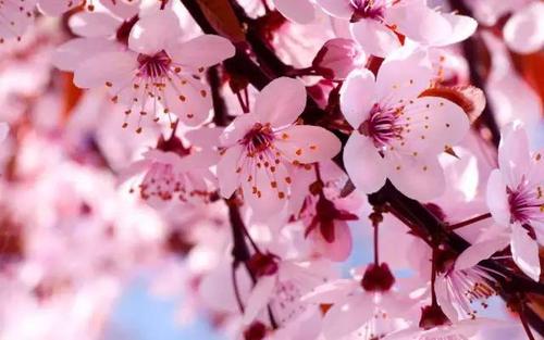 11.樱花开花时，樱花会像雪一样逐层倒下。当樱花盛开时，我爱你，当樱花盛开时，我知道我仍然爱你。那么，我真的想问为什么我爱你，仅仅因为樱花盛开。至于您对这个答案的不满，我想我只能微笑。