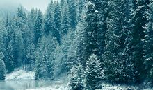 有关亲情无私的句子