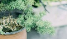 证明开心发的句子