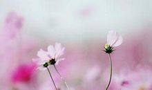 细节描写的亲情句子