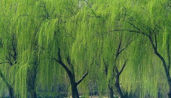 11.在清明节期间祭祀祖先，记得清扫坟墓和烧纸钱。如果爱情是长久而有意义的，请再次低头，献上一个花圈以纪念。人间天堂一样，发香享受幸福。只要生活美好，阳光就会照耀，乌云密布。希望：朋友们在哀悼，舒适和清新的春天去。