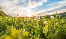 与亲情有关的句子修辞手法