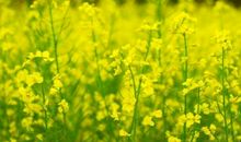 关于春天的句子大全