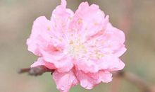 表示婚姻后悔的句子