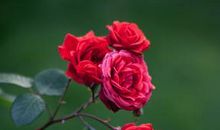 煽情的关于成长和亲情的句子