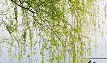 形容柳树的句子