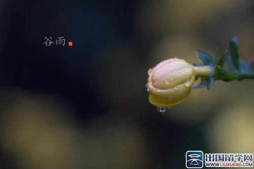 11.古玉都娟打来，高兴地举报。谷雨和杜鹃开放，幸福浮现。顾玉峰吹柳树，永远保持健康。顾Yu的祝福是真的，爱的结是一颗心。祝福古雨节，万事如意！
