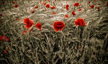 最经典的亲情句子